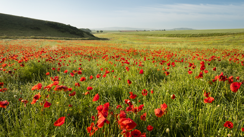 Poppy field, Isle of Wight